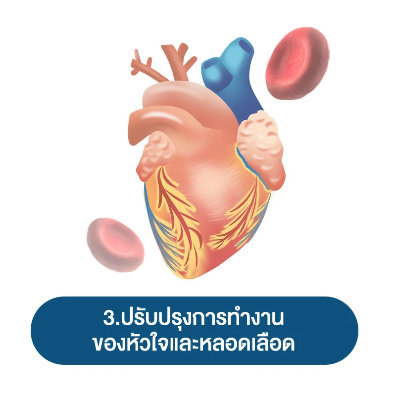 สรรพคุณ ถั่งเช่า ต่อผู้ชาย 3.ปรับปรุงการทำงานของหัวใจและหลอดเลือด