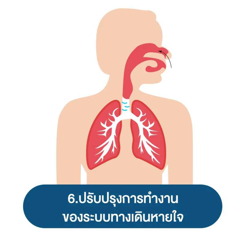 สรรพคุณ ถั่งเช่า ต่อผู้ชาย 6.ปรับปรุงการทำงานของระบบทางเดินหายใจ