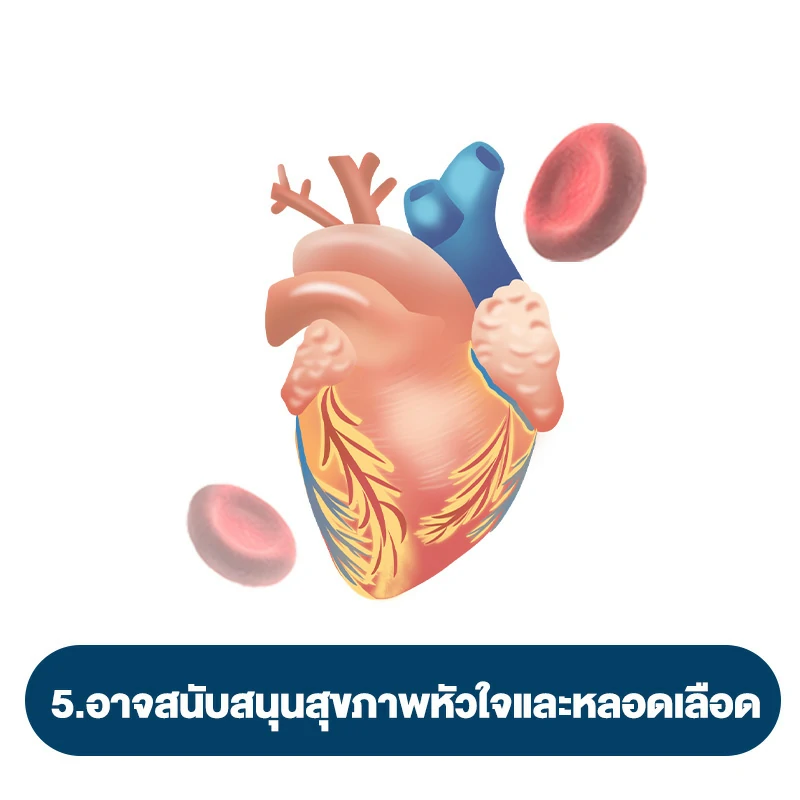 ถั่งเช่า สรรพคุณผู้หญิง อย่างที่ 5.อาจสนับสนุนสุขภาพหัวใจและหลอดเลือด