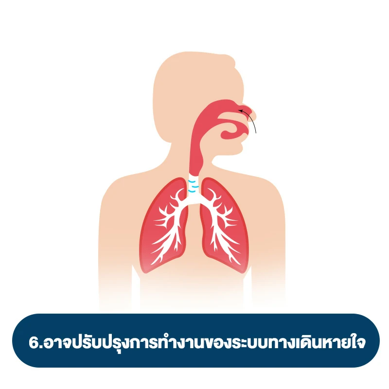 ถั่งเช่า สรรพคุณผู้หญิง อย่างที่ 6.อาจปรับปรุงการทำงานของระบบทางเดินหายใจ